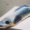 Fisch11.1-120cm.gif