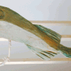 Fisch14-68cm.gif