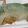 Fisch16-70cm.gif