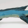 Fisch22-106-2.gif